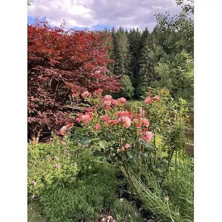 Appealing In Apartamento Lenzkirch